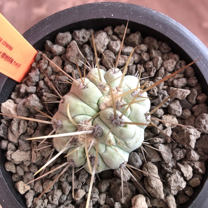 copiapoa cinerea 長刺白棘黒王丸 ✨W-he'd✨《小さめM size》...