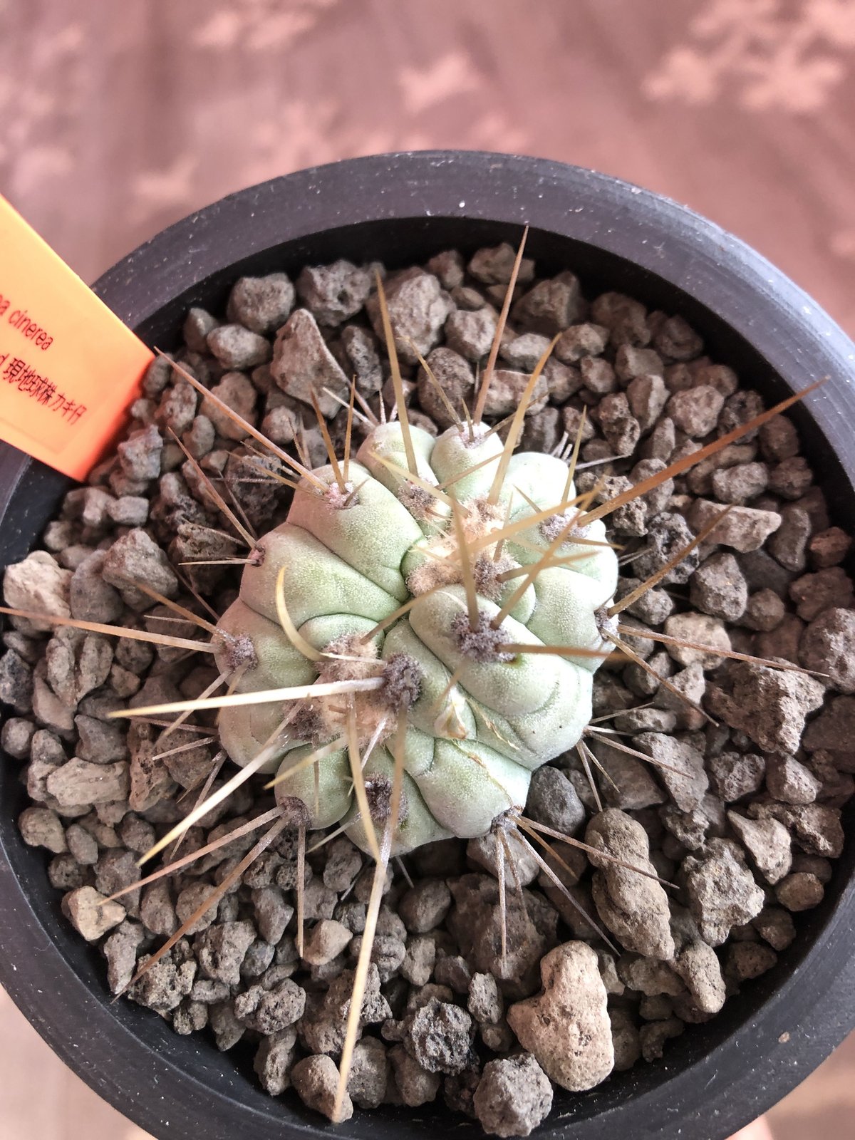黑王丸Copiapoa cinerea強棘 copiapoa cinerea 黒王丸《M size》激希少‼︎※現地球発根済株