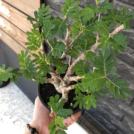 senna  meridionalis《大きめM size》※現地球株発根済※枝振りバランスも最高な一株となり幹のボコボコも強きオススメな一株‼︎※mad black pot植え