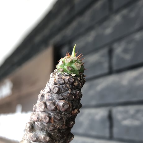 euphorbia   pachypodioides《M size 》※ボコボコ肌の立体的樹形‼︎葉の表がグリーンで葉裏とお花が紫の魅力的な一株※mad black pot植え