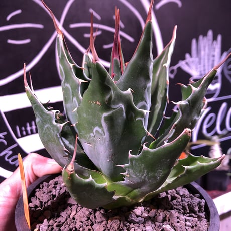 agave      montana