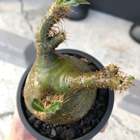 packypodium  gracilius《小さめM size》希少‼︎極green肌※現地球発根済株※店主国内管理4年株※大変ぼってり樹形且つ極green肌株※mad black pot植え