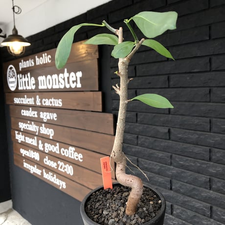 バオバブの木 | STORES