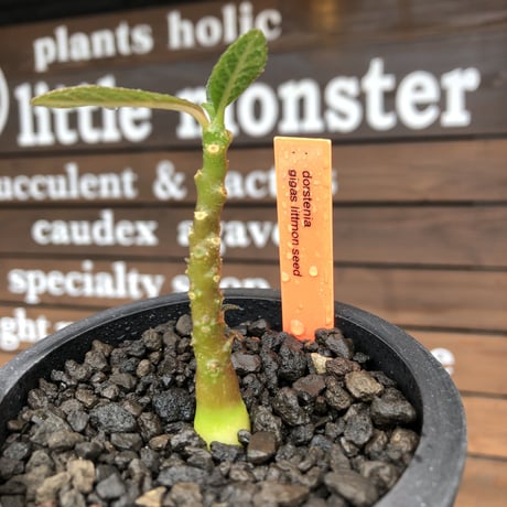 希少‼︎ dorstenia   gigas《大きめS size》littmon  seed🌱（実生株）※今季成長&枝振りに期待できる将来有望人気者ギガス※mad black pot植え