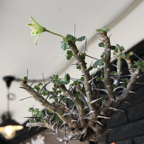 sarcocaulon  vanderietiae《小さめL size》※現地球発根後店主国内管理3年株※希少夏型種‼︎balance良樹形な幹上がり仕立て※mad black bowl pot植え