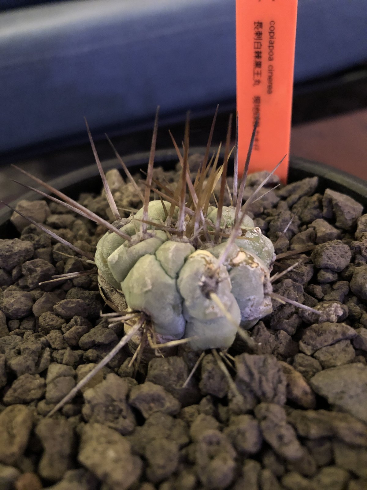 copiapoa cinerea 長刺白棘黒王丸《小さめM size》激希少