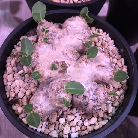 packypodium  brevicaule  恵比寿笑い《M  size》丁度良いsize感