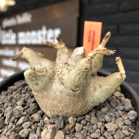 pterodiscus luridus 《M size》極低重心株※現地球発根後店主国内管理2年株※balance良く、丸々し極低重心株※mad  black bowl  pot植え