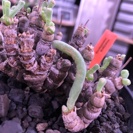 monilaria   moniliformis《M size》希少群生株 ※冬型caudex‼︎　オススメ株　※浅鉢植え