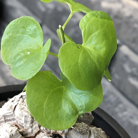 dioscorea elephantipes アフリカ亀甲竜《M size》※現地球発根後店主国内管理5年株※美しすぎる特化した白肌に彫深き立体樹形が堪らない※mad black pot植え