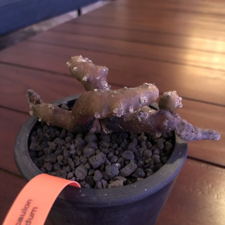 sarcocaulon   multifidum《M size》※枝ぶりbalance良き冬の人気者※mad  black  pot植え