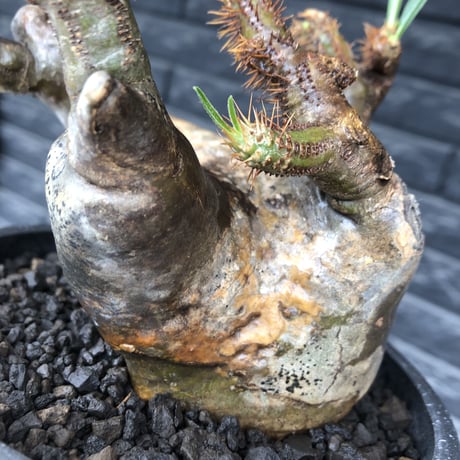 pachypodium gracilius《L size》※現地球発根後店主国内管理4年株※ぼってり偏平樹形にガクガク枝振りが堪らない一株‼︎※mad black bowl pot植え