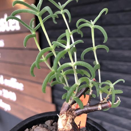 mestoklema  tuberosum《S S size》※現地球発根済株※希少‼︎流通なき小振りサイズ&weight低く良樹形‼︎威勢よく芽吹き成長中※mad black pot植え