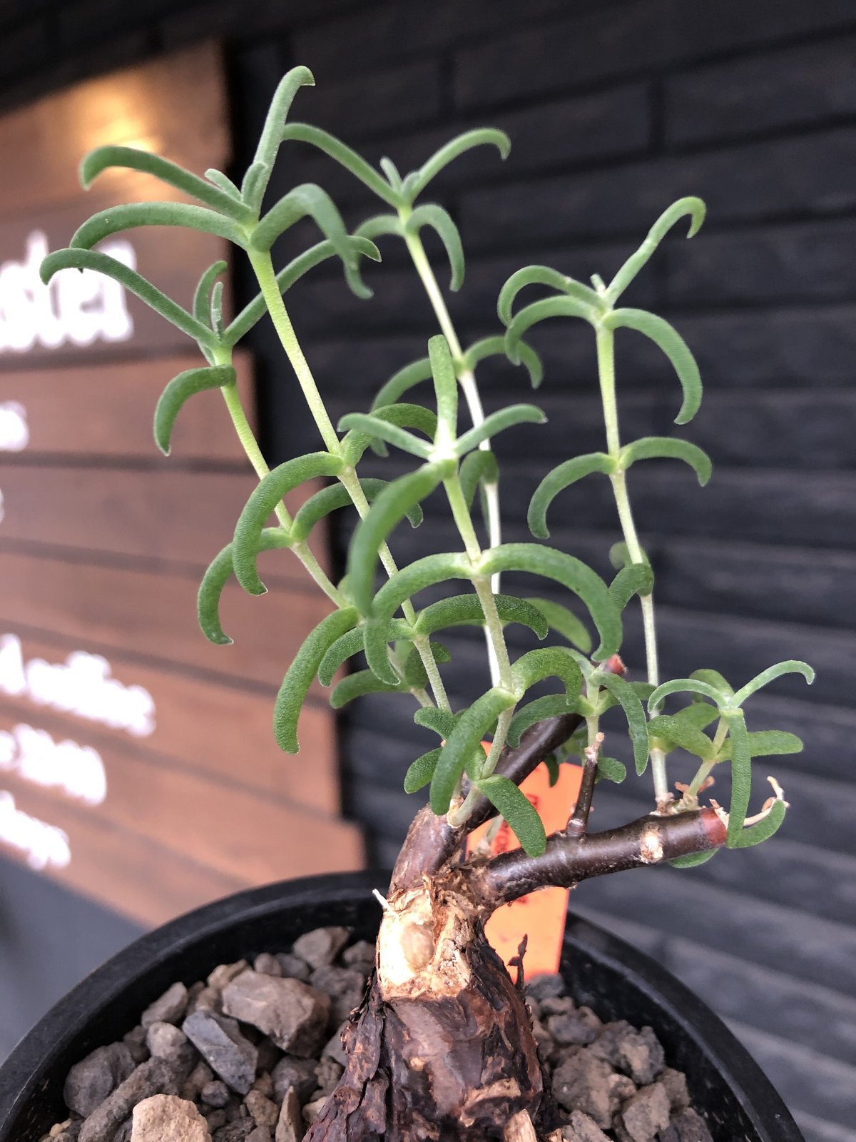 mestoklema tuberosum《S S size》※現地球発根済株※希少‼︎流通な