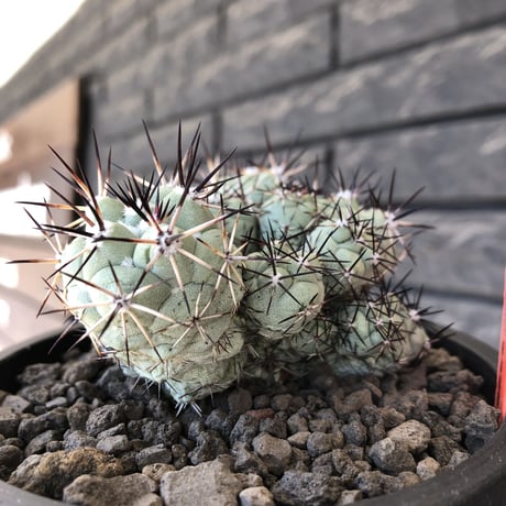 ortegocactus macdougallii《L size》※現地球発根後店主国内管理5年株※美しくもエグい群生極美株‼︎※mad black bowl pot植え