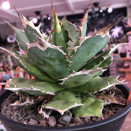 agave  titanota《M size》※発根済株※店主国内管理2年株※しっかりと引き締まったベストサイズのオススメ株‼︎※浅鉢植え