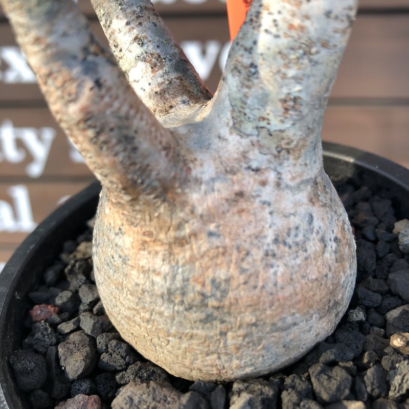 pachypodium gracilius《大きめS size》現地焼け肌※現地球発根済株※店