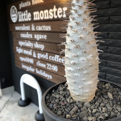 pachypodium  ambongense《L size》驚愕激希少種※現地球発根済株※店主私物株‼︎国内管理5年※現地球ならではの極白肌を持つ良樹形※mad black bowl pot植え