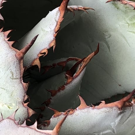agave guadalajalana《大きめM size》※現地球発根後店主国内管理3年株※極締まり良き美しすぎるボール樹形の選抜株※mad black bowl pot植え