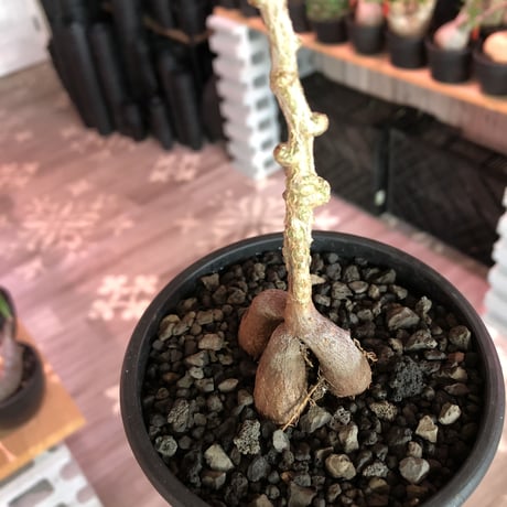 opercullicarya  packypus   littmon  seed🌱 《7年株》幹も太く‼︎ボコボコも強く出た立体樹形balanceも良きパキプス※mad black pot植え