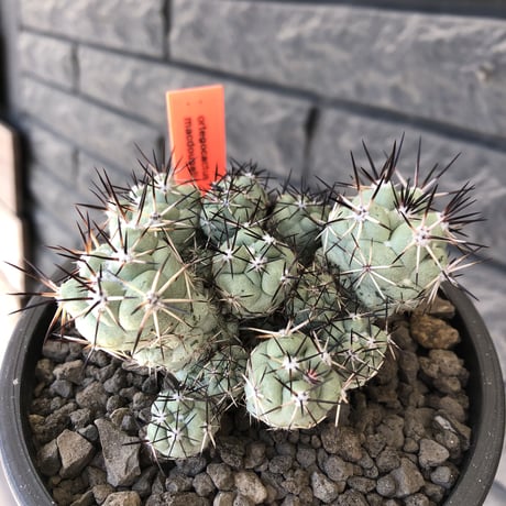 ortegocactus macdougallii《L size》※現地球発根後店主国内管理5年株※美しくもエグい群生極美株‼︎※mad black bowl pot植え