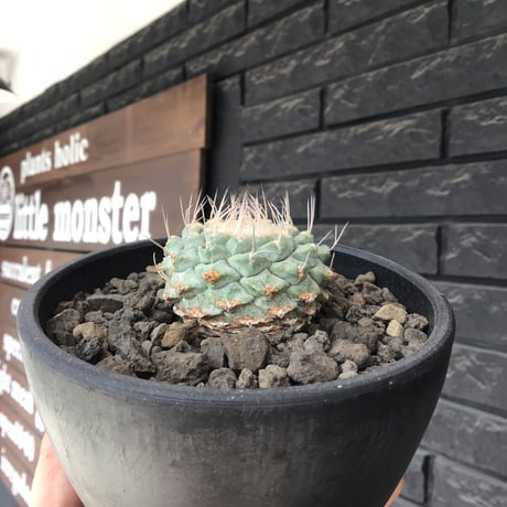 strombocactus 白棘菊水《大きめM size》※希少‼︎現地球カキ仔自根株※実生でもなくカキ仔株の為、良きDNAを受け継ぐ菊水※mad black bowl pot植え