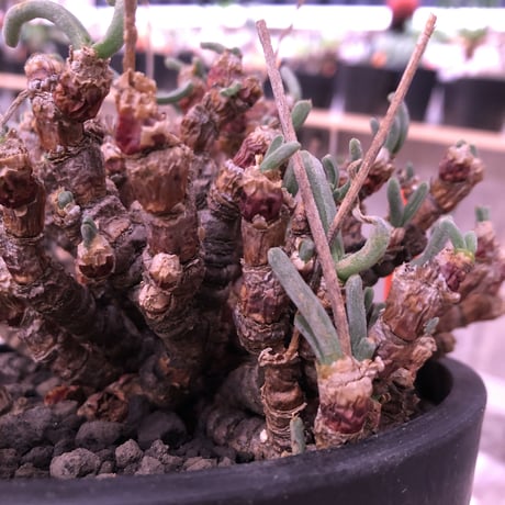 monilaria   pisiformis《L size》激希少群生株  Instagram post株　※冬型caudex‼︎   ※mad black pot植え
