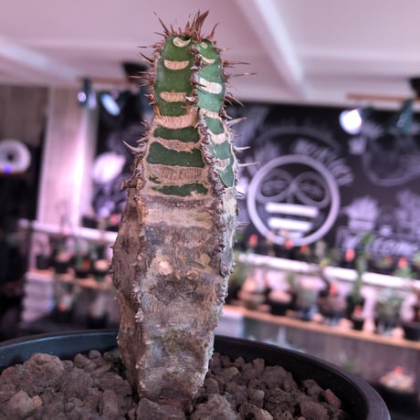 euphorbia  neohumbertii《M size 》※現地球発根済株※店主国内管理2年株※ゼブラ模様とold感強き渋カッコいい一株‼︎※mad black pot植え