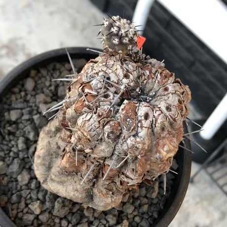 copiapoa cinerea 黒王丸《M size》※現地球発根後店主国内管理21年株※極上‼︎全身から生命力感じる木質ミイラ化した極上株※mad black bowl pot植え