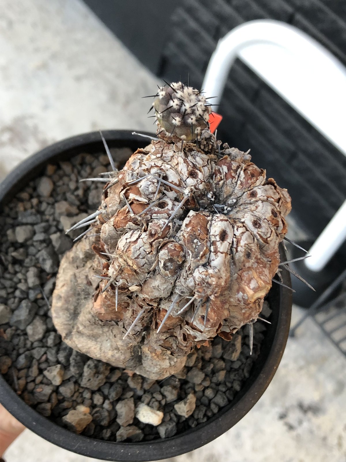 copiapoa cinerea 黒王丸《M size》※現地球発根後店主国内管理21 copiapoa cinerea 黒王丸《M size》※現地球発根後店主国内管理21