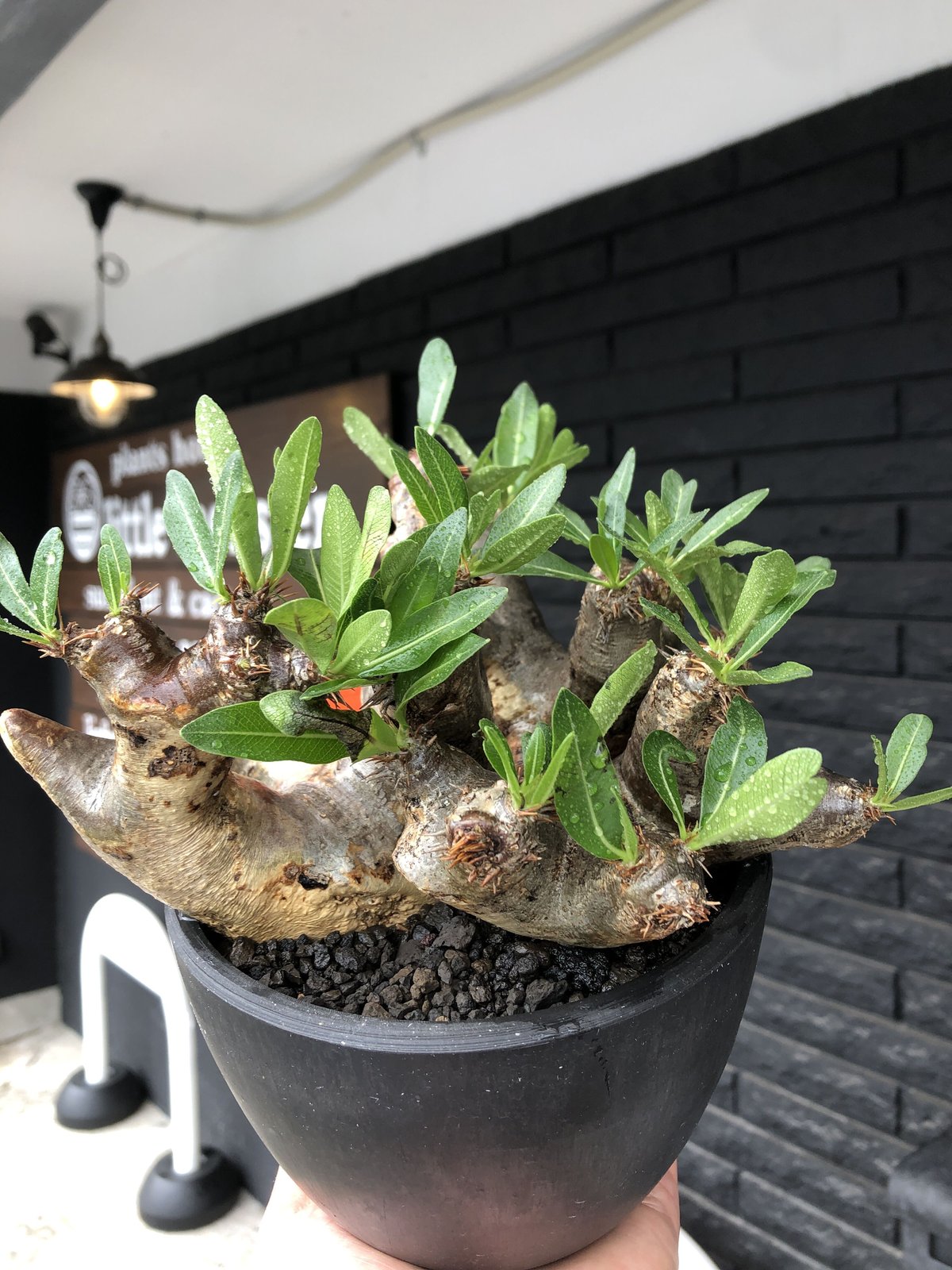 pachypodium brevicalyx《大きめL size》※現地球発根後店主国内