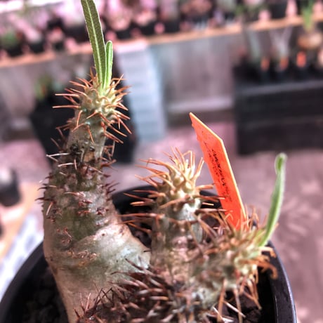 packypodium  gracilius《 大きめS  size》W-he'd※現地球発根済※左右アシンメトリーなwild二分頭グラキ‼︎可愛さとの二面性感じる一株※mad black pot植え