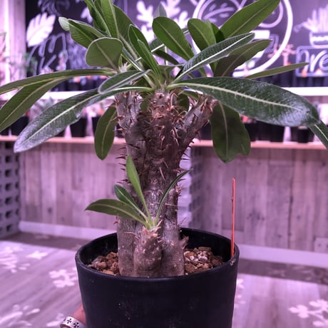packypodium    cactipes《S size》triple-he'd  三分頭‼︎ 発根済み株