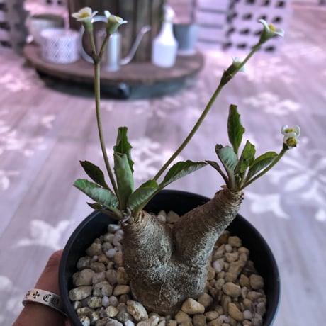 euphorbia    fish bone《S  size》おススメ株