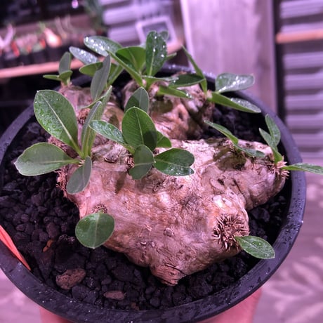 packypodium  brevicaule  恵比寿笑い《小さめMsize》※少し小振りなサイズの笑い‼︎　※mad black pot植え