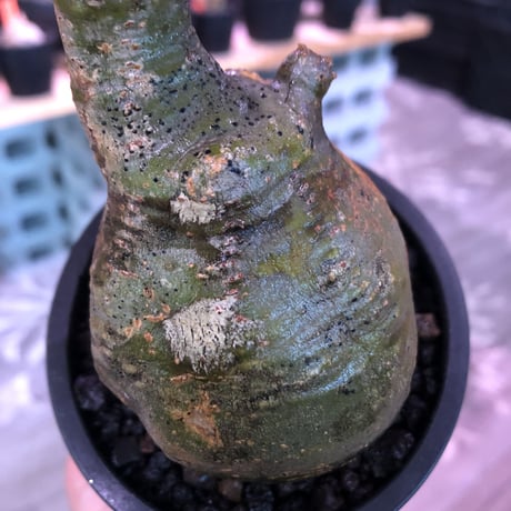 pachypodium  gracilius《小さめM size》一部希少green肌※現地球発根済株※店主国内管理2年株※捻くれ枝を持つ不格好さがかわいい一株※mad black pot植え