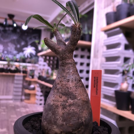 packypodium  gracilius（S size）※現地球発根済み株‼︎  ※恐竜の卵のような表皮color‼︎  ※mad black pot植え
