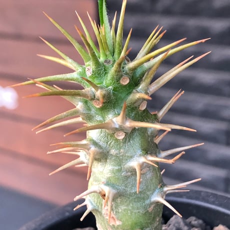 pachypodium  ambongense  littmon seed株《大きめS size》※希少高きアンボンゲンセ‼︎激オススメ株※black pot植え