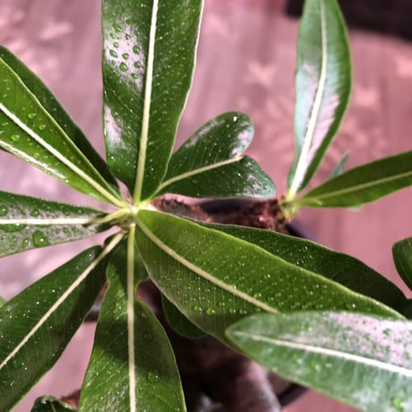 packypodium  gracilius《L size》※現地球発根済株※店主国内管理３年株※ぼってり大きな株元に奇跡の360°ロゼット枝振りの美株※mad black pot植え