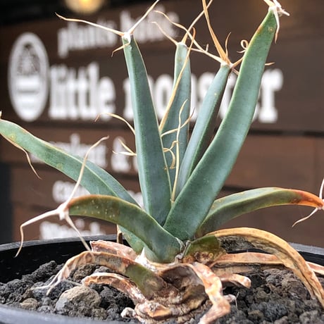 leuchtenbergia  principis 晃山《S size》※現地球株発根済※小振りながらも味深く強靭で育てやすい一属一種の有望株※black bowl pot植え