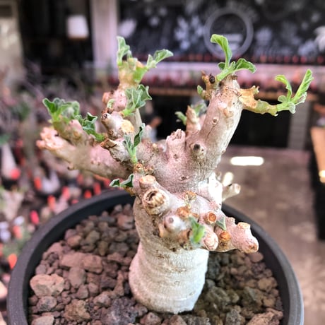 pterodiscus luridus 《L size》美しすぎる極白肌※現地球株発根済※ずば抜けた白肌に枝振りバランスもとびきりな一株※black pot植え