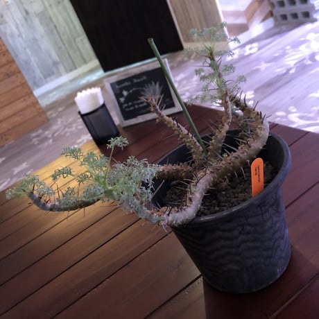 sarcocaulon  herrei《 L L size》