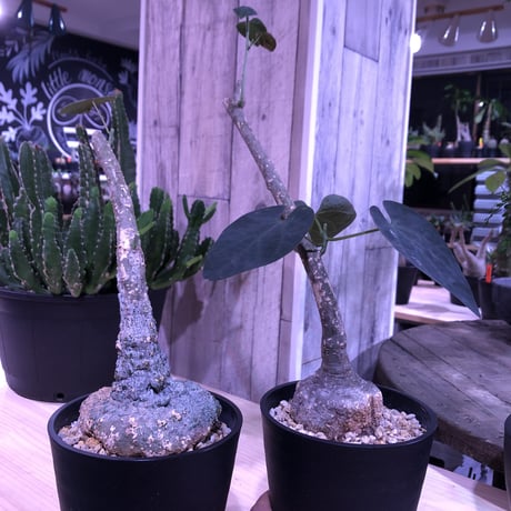 adenia    stylosa《M  size》 発根済み株  恐竜の卵の様な表皮が堪らない