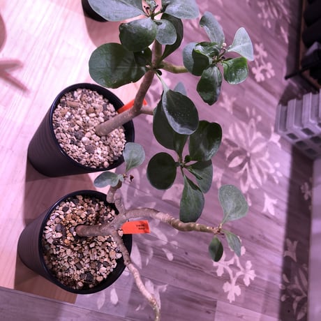 othonna   triplinervia  《M size》※優しい綺麗肌な幹と黄色花が魅力‼︎  ※限定２株