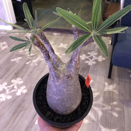 packypodium  gracilius《大きめ M size》※現地球株  発根済み株‼︎  （限定1株）ぼってり感と丁度良いサイズ感‼︎ ※mad black pot植え