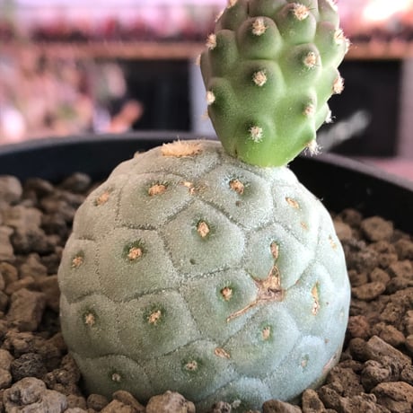 tephrocactus geometricus 《M size》※現地球株カキ仔発根済※③丸々とかわいく綺麗な玉型維持のカキ仔※black bowl pot植え