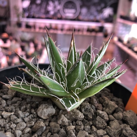 agave    filifera   schigigera  var. white stripe