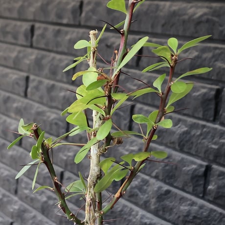 fouquieria  fasciculata《M size》驚愕‼︎激希少種※現地球発根後店主国内管理5年株※株元華奢ですが流通極少な渾身の一株※mad black pot植え
