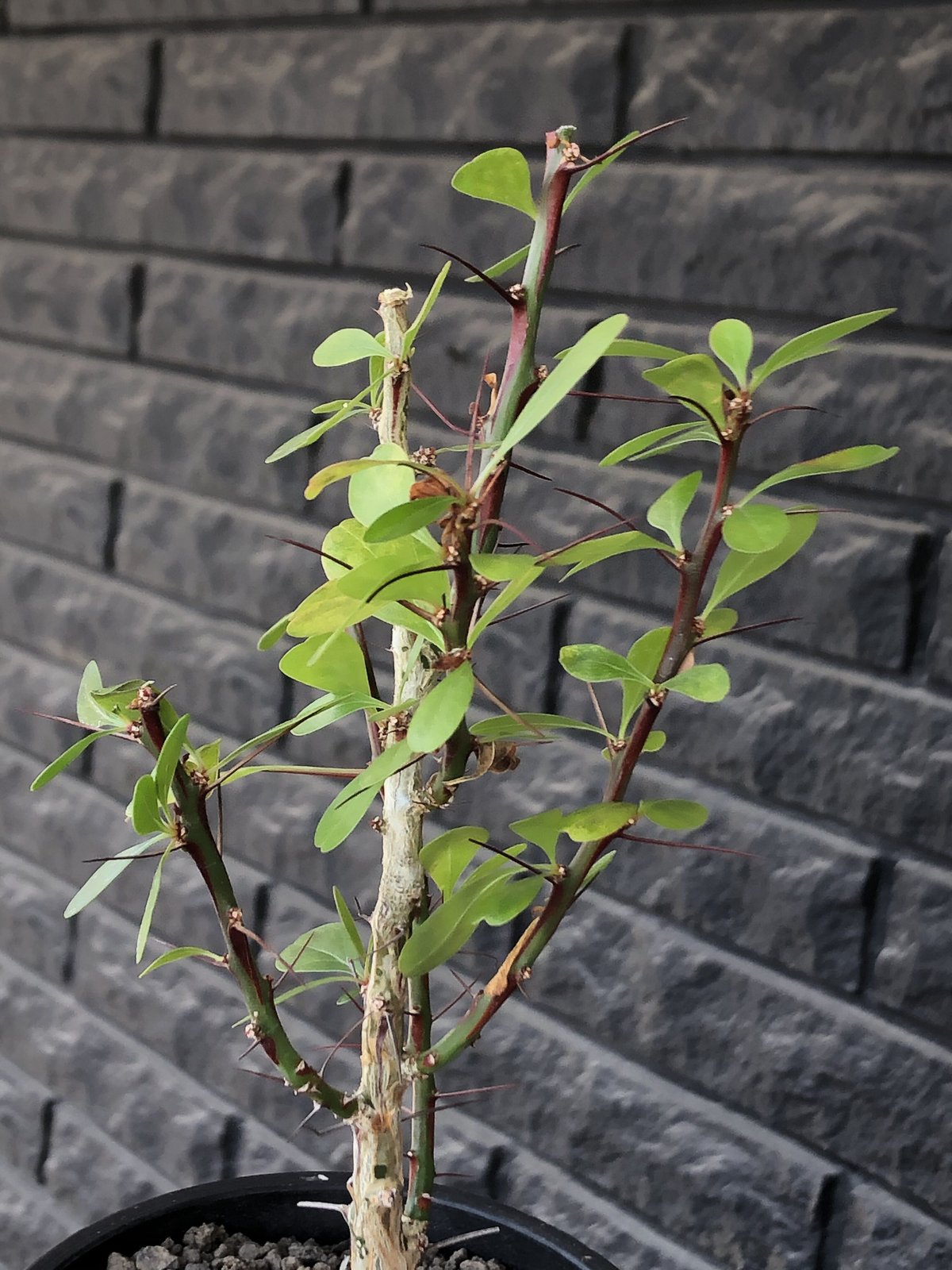 fouquieria fasciculata《M size》驚愕‼︎激希少種※現地球発根後店主国内管理5年株※株元華奢ですが流通極少な渾身の一株※mad  black pot植え