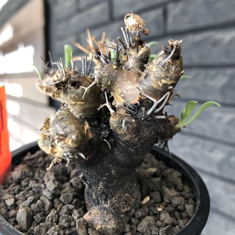 othonna  euphorbioides《大きめM size》※現地球発根後店主国内管理5年株※weight低く極めて短枝&枝数も多くボコボコ立体両A面樹形※mad black pot植え